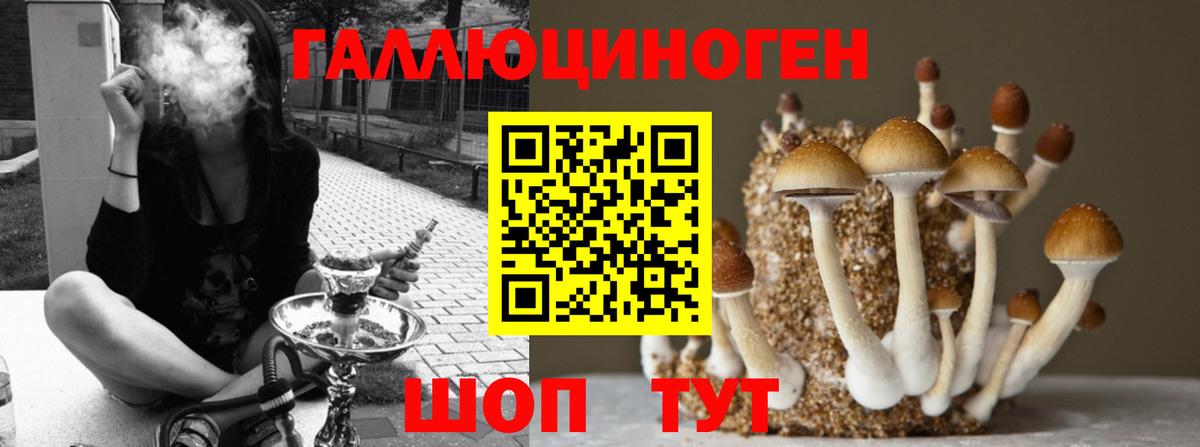 Галлюциногенные грибы Psilocybe Мелеуз